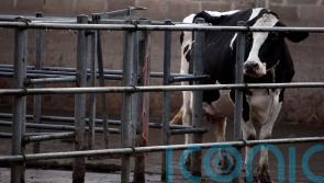 Bluetongue restrictions in Northern Ireland will be relaxed from Friday