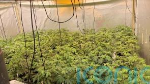 Four arrested after police uncover cannabis factory in Londonderry