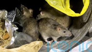 Rat activity shows significant increase after hot summer and recent rain