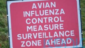 Disease controls imposed as suspected bird flu case flagged in Omagh