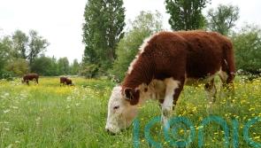 Call for information as UK &lsquo;moves closer&rsquo; to agreement with EU on agrifood trade