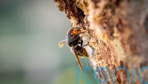 Vigilance urged for sightings of Asian hornets