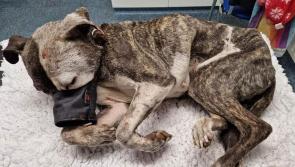 Call for animal welfare summit in Derry