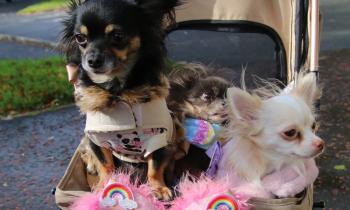 IN PICTURES: Special blessing ceremony of pets and animals in Derry for feast of St Francis of Assisi