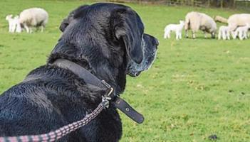 Dog Owners in Derry and Strabane warned over livestock safety