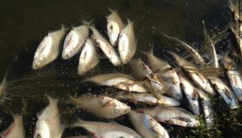More than 400 fish were killed. 