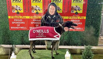 Derry Greyhounds: Oliver Canavan lands an Olwinn double at Brandywell