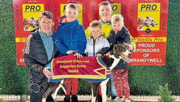 Derry Greyhounds: Veteran Starcash Barry caps 100th race with dramatic victory