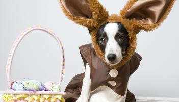 County Derry pet owners warned of top five dangers as Easter approaches