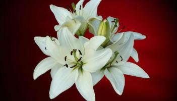 Derry Death Notices - Evening - Wednesday, April 8, 2026