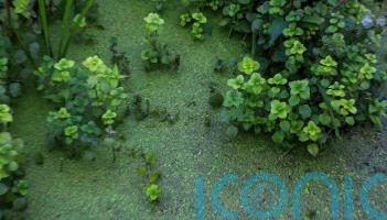 Lough Neagh Algae issue