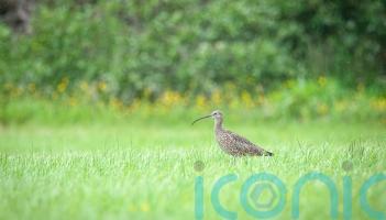 Public urged to take care not to disturb ground nesting birds