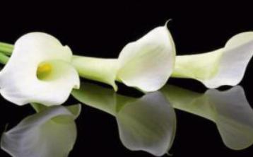 Derry Death Notices - Friday