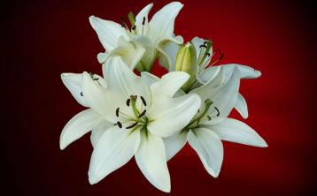 Derry Death Notices - Wednesday