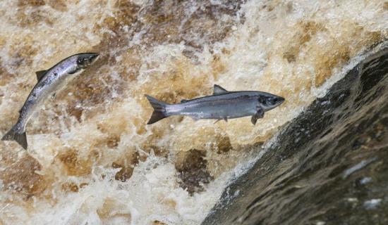 Foyle Anglers face stricter 2026 season as salmon stocks plummet