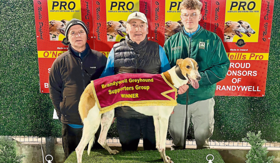 Derry Greyhounds: Gold ambition for Orange Aidan ahead of Meenagh Marathon Final