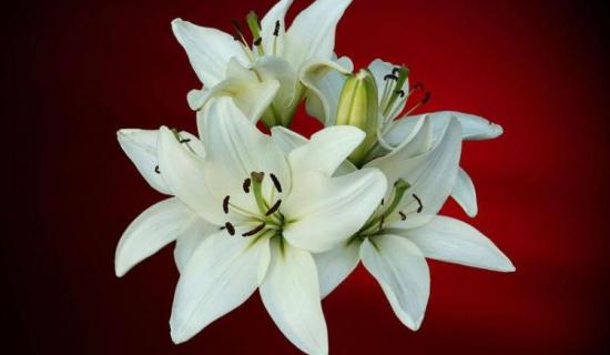 Derry Death Notices - Evening - Wednesday, April 8, 2026