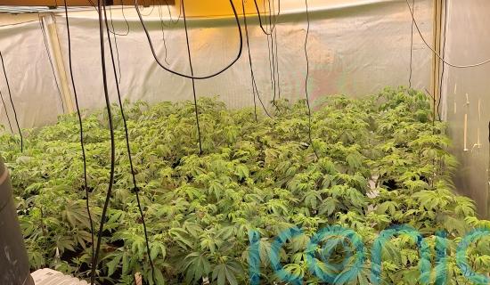 Four arrested after police uncover cannabis factory in Londonderry