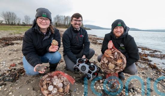 Thousands of oysters planted in Belfast Lough to restore species in the waterway