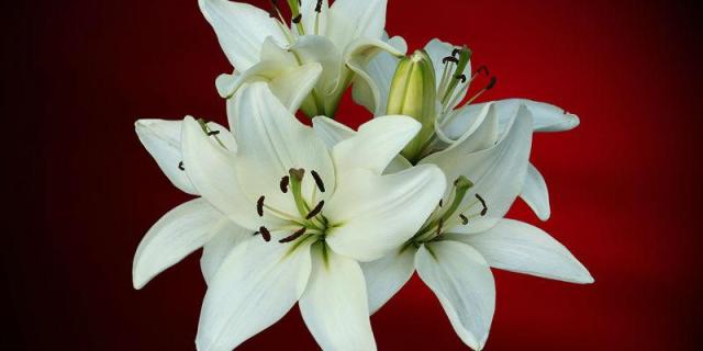 Derry Death Notices - Wednesday