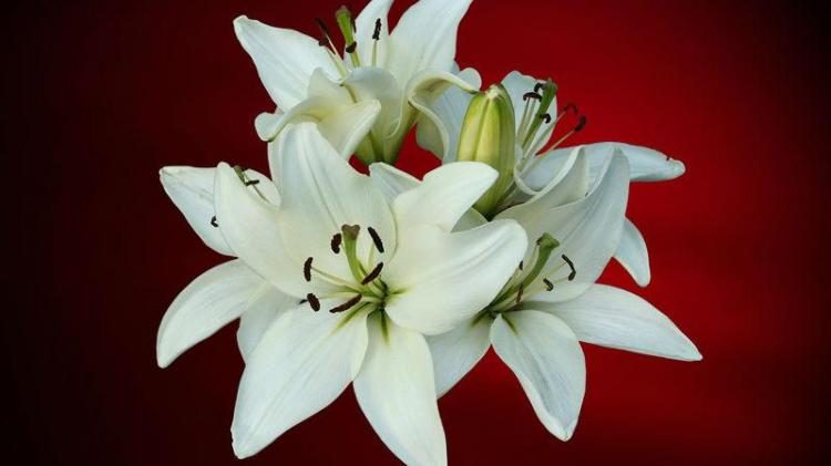 Derry Death Notices - Wednesday