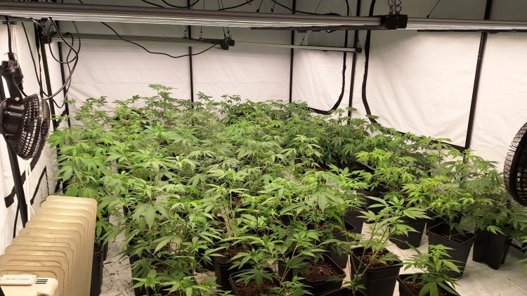 Four to appear in court in connection with discovery of Derry cannabis factory