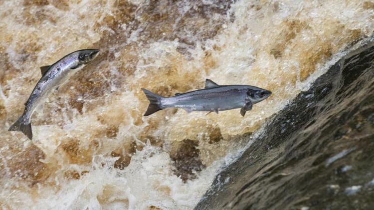 Foyle Anglers face stricter 2026 season as salmon stocks plummet