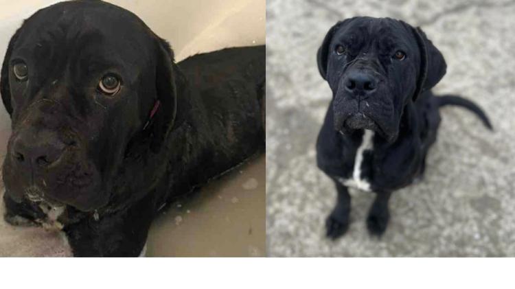 'We simply have no choice' - Derry dog rescue forced to close after running out of money