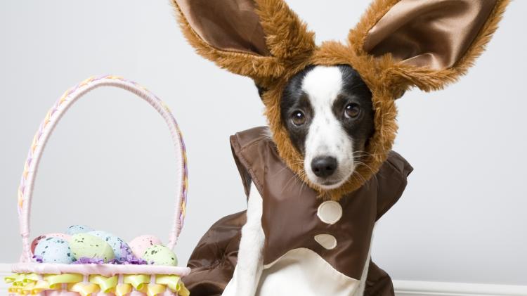 County Derry pet owners warned of top five dangers as Easter approaches