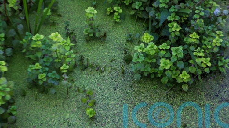 DAERA launches Lough Neagh Blue Green Data Viewer