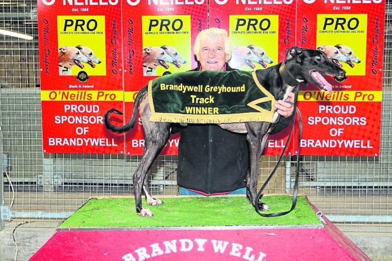 Jacksonfire fastest over 500 distance at Derry's Brandywell