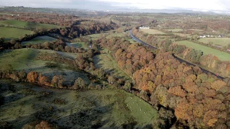 'Green exercise ' in Derry's ancient woodlands the key to good health this Autumn