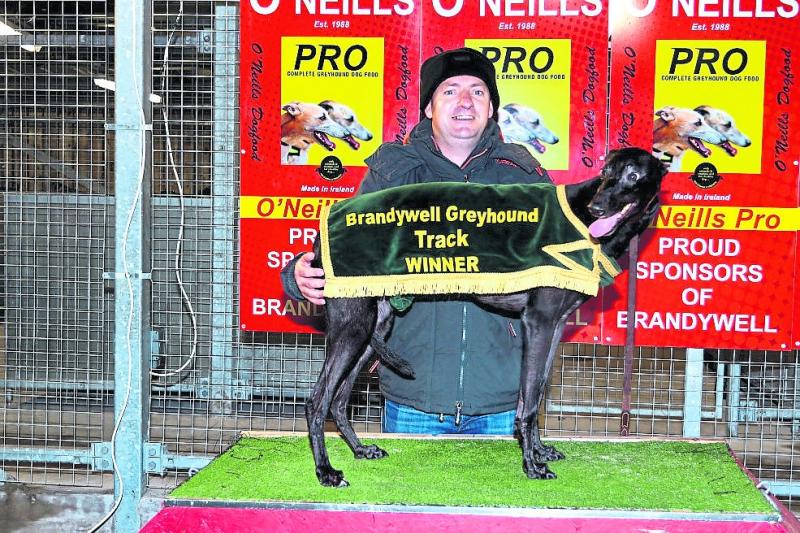 Tully's Girl wins the Nove Sprint Final at Brandywell