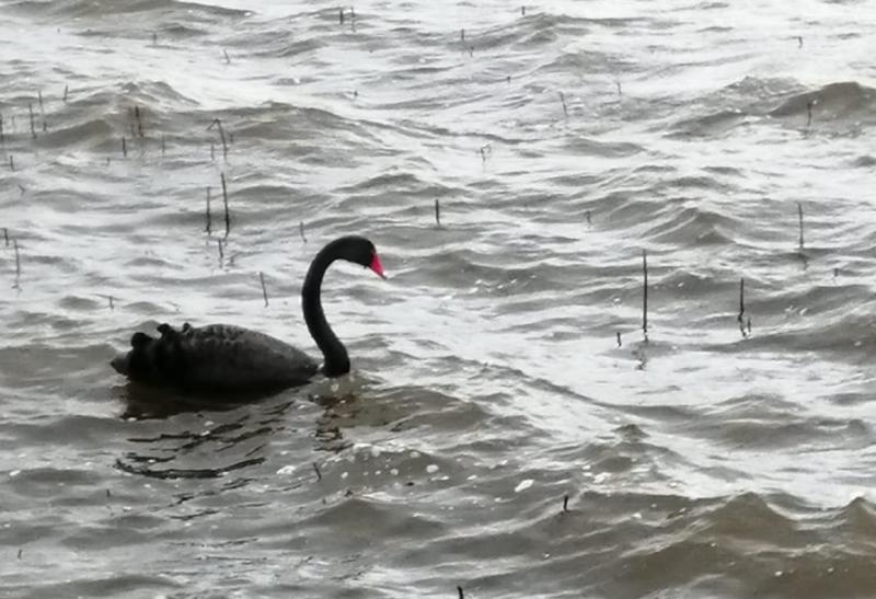Local woman captures photo of incredibly rare black swan