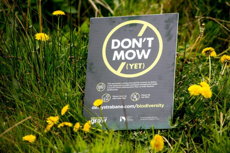 Derry's council to let the grass grow to support efforts to increase the bee population