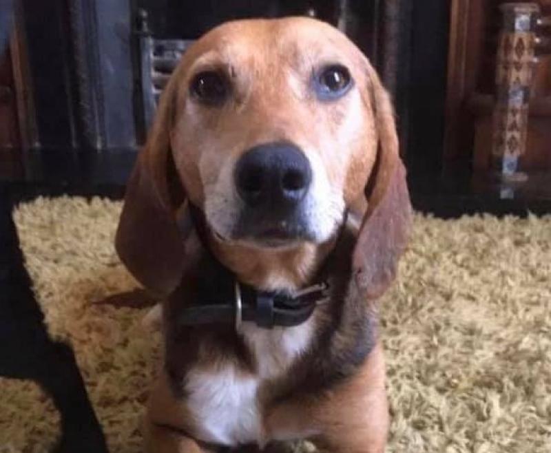 Derry animal charity looking for a new home for a dog who has been through a terrible time recently