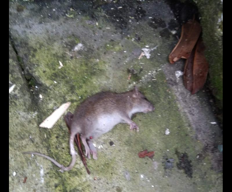 Bogside residents call for 'immediate action’ over rat infestation