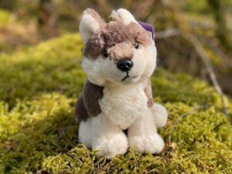 Breathing new life into Ireland's lost wildlife - Wild Ireland to open its doors this Friday