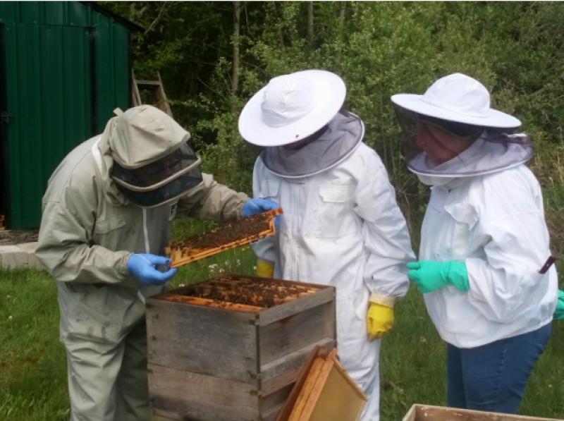 Leitrim Beekeepers Association running beginners classes