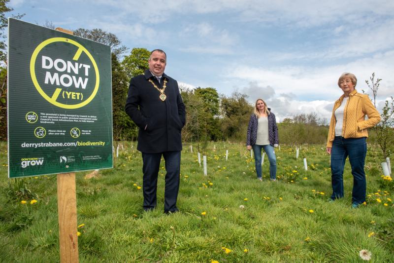 Grass-cutting to be reduced in Derry parks to support local bee population