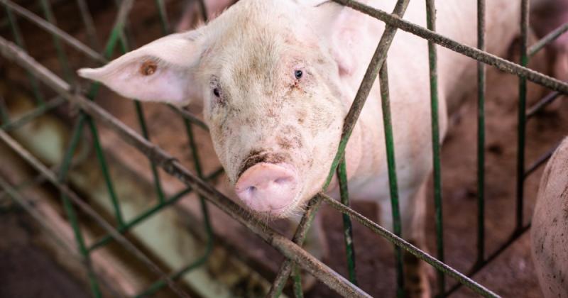 Investigation underway into animal welfare in County Derry