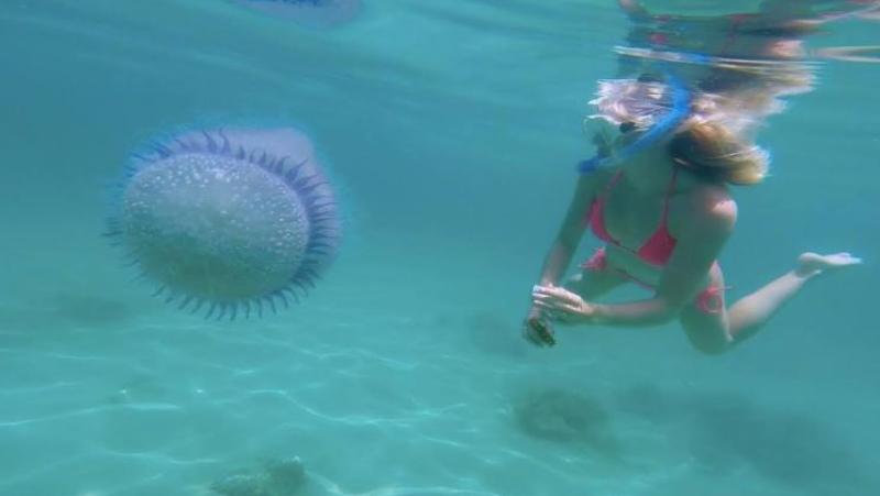 'I've lived a dream., spending most of my days under water'