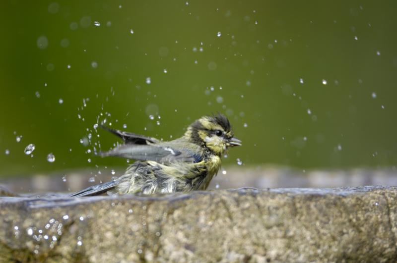 People asked to put out water in their gardens to help birds cope with the hot weather
