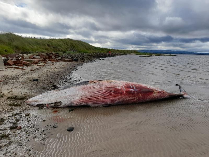 Whale carcass on County Derry beach is posing a health risk