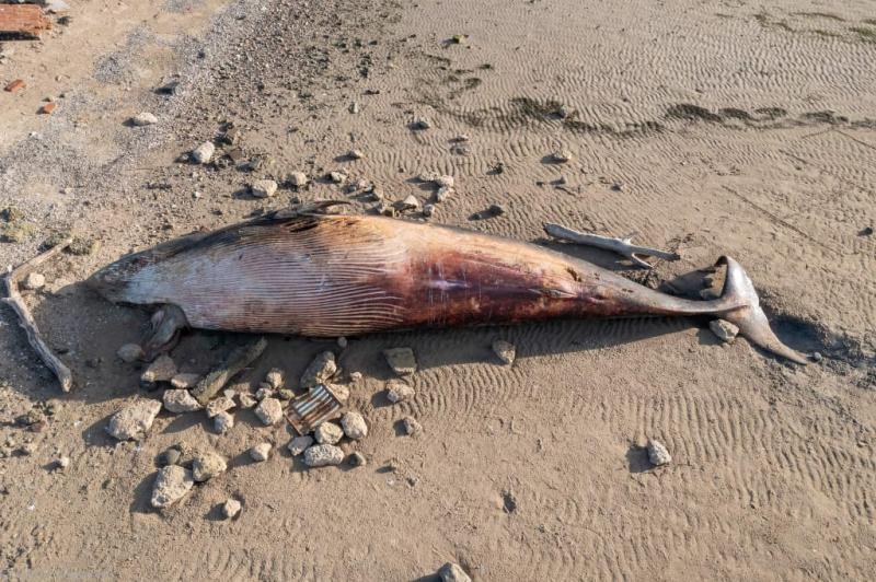 Removing whale carcass on County Derry beach 'not feasible' says Department