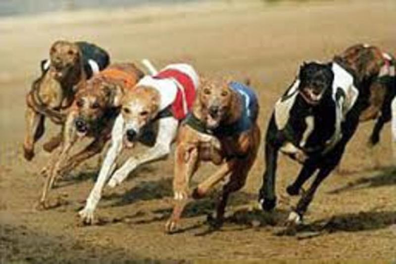 greyhound racing