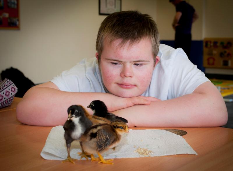 Young Corey Dunne feeds the chicks.