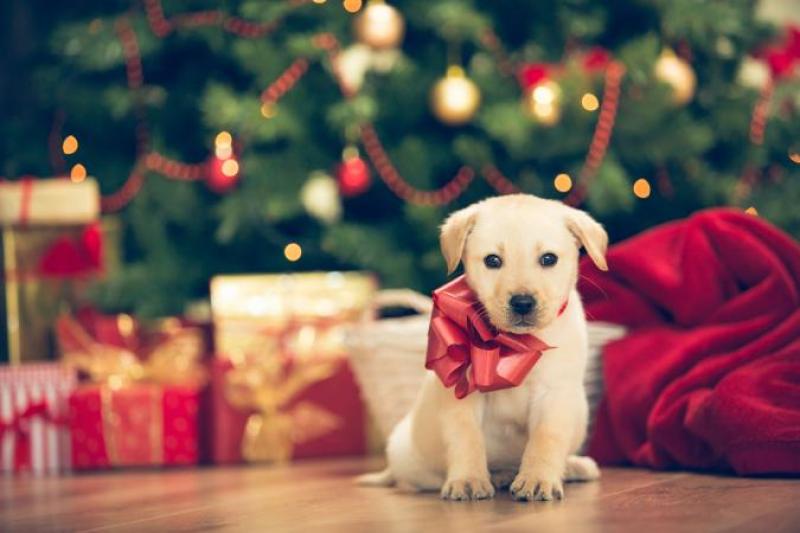 206270-675x450-Christmas-puppy
