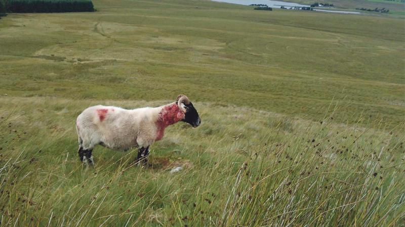 Council sheep worrying appeal after County Derry man prosecuted 