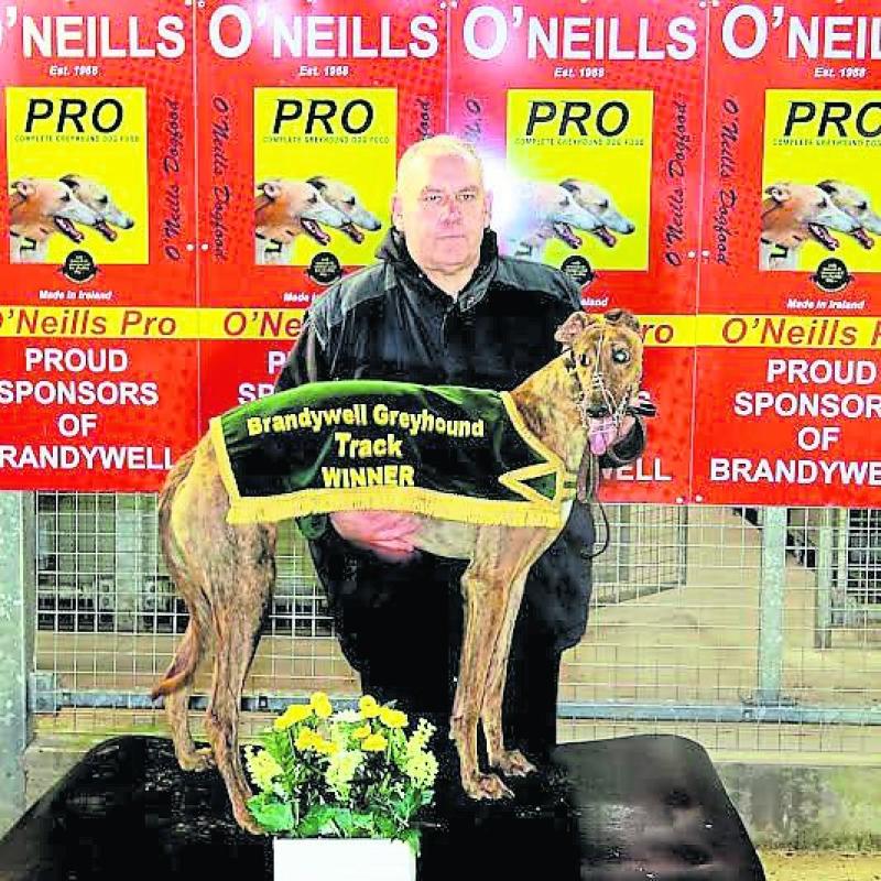 Derry Greyhounds: Blackstone Chris most impressive at Brandywell